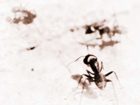蚂蚁变大了